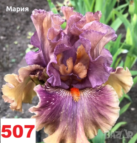 Сортови вискоки ириси /брадати ириси, снимка 4 - Градински цветя и растения - 51459398