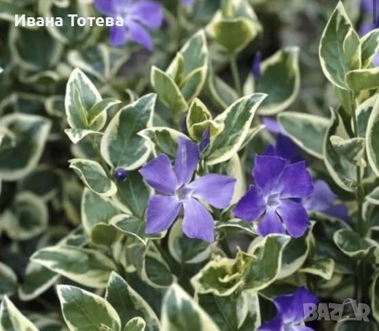 Винка вечно зелена, студоустойчива, снимка 2 - Градински цветя и растения - 53745642