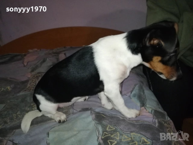 бебе джак ръсел 0112251754, снимка 6 - Джак ръсел териер - 52616116