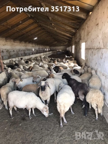 Продавам 80 броя овце и 20 броя агнета, снимка 1