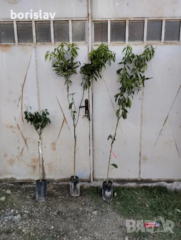 Плодородни мандарини