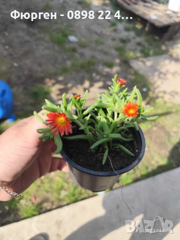 Делосперма лилава / Delosperma Cooperi table mountain / Налични 3 цвята, снимка 5 - Разсади - 49967244