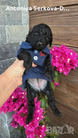 Poodle toy/Пудел Той, снимка 11 - Пудели - 55522597