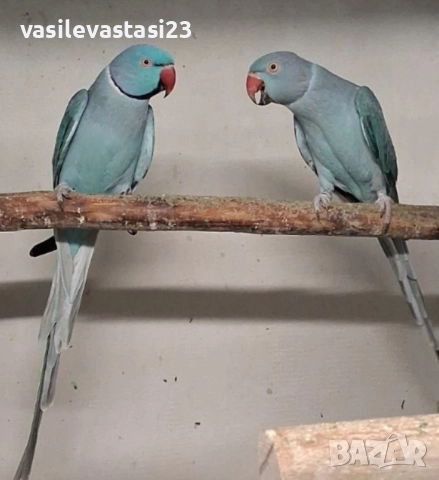 чифт сини малки александри 