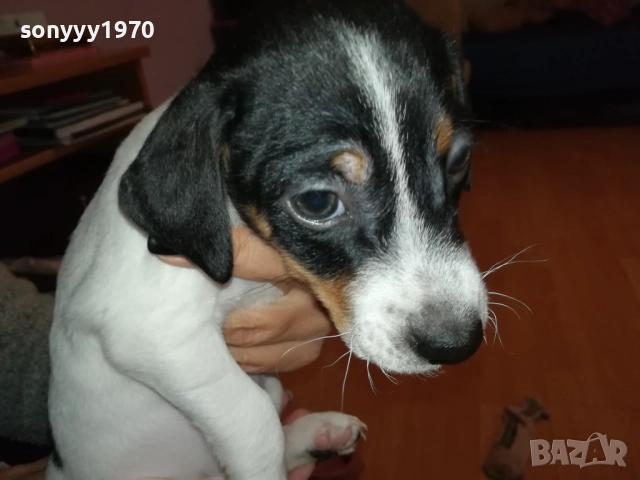 ДЖАК РЪСЕЛ БЕБЕШОЦИ 40 ДЕНА 0210251842, снимка 3 - Джак ръсел териер - 51924045