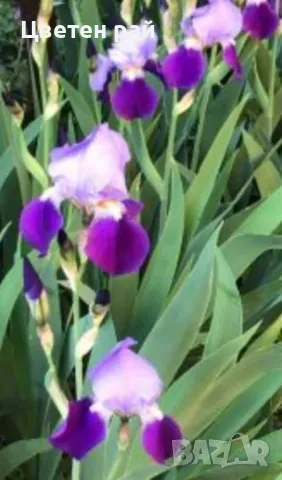 Ризоми на ириси, снимка 15 - Градински цветя и растения - 48481657