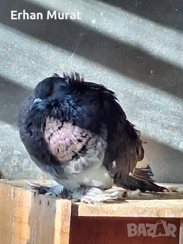 gılıbi, снимка 12 - Гълъби - 51081727