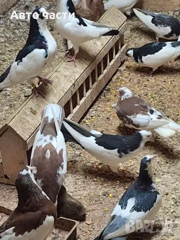 пазарджишки гълаби 