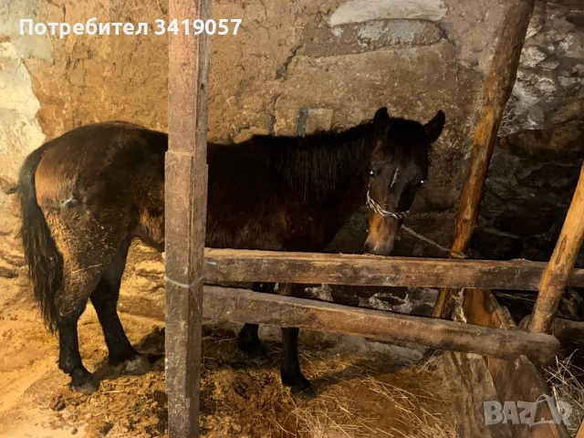 Конче на 11 месеца и бременна коза, снимка 2 - Коне - 53712025