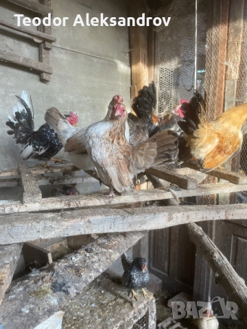 Продавам серами