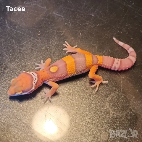 Леопардови гекони, снимка 1
