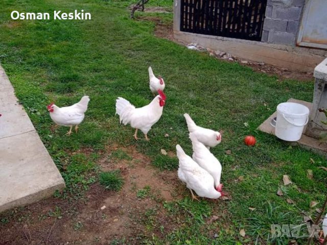 Разплодни яйца от Бял Легхорн, снимка 11 - Кокошки и пуйки - 39082321