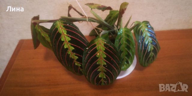 Маранта/Maranta Leuconeura "Fasciantor Tricolor" 
