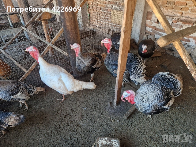 Мисирки пуйки и кокошки, снимка 3 - Кокошки и пуйки - 53257165