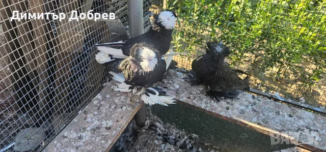 Свободни двойки бухари , снимка 3 - Гълъби - 53235304