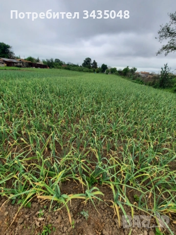 Домашен български зимен чесън собствено производство! Без химикали и пестециди!, снимка 14 - Домашни продукти - 52705970