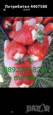 Разсад ягоди и малини , снимка 2 - Разсади - 49497193