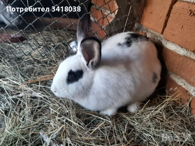 продавам зайци - различни породи и възрасти, снимка 13 - Други животни - 49253579