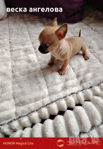 Чаровни мини чихуахуа , снимка 6 - Чихуахуа - 53608068