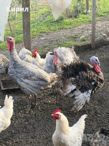 Пуйки и петли , снимка 4 - Кокошки и пуйки - 53321797