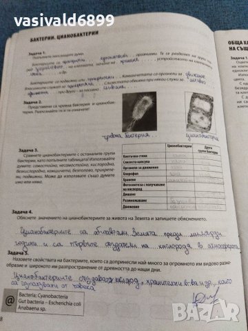 Тетрадка по биология и здравно образование за 7 клас , снимка 11 - Ученически пособия, канцеларски материали - 38737207