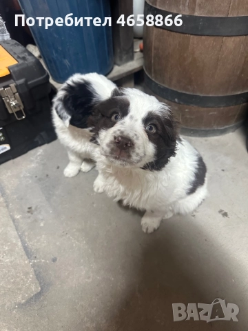 Каракачанка мъжко / женско, снимка 8 - Каракачанска овчарка - 52792375