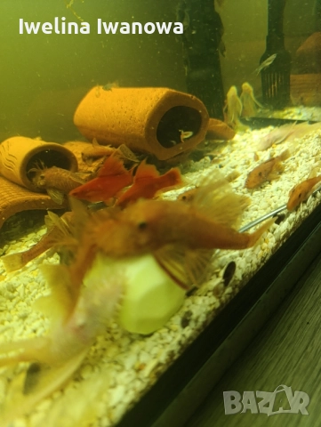 Продавам анциструси, снимка 6 - Рибки - 52562134