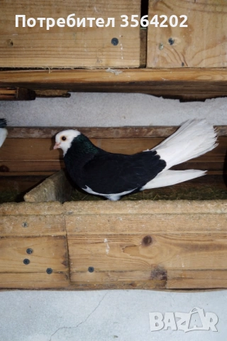 Белослатински белоглав преметач, 1бр.Женска 