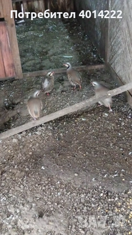 Кеклици , снимка 3 - други­ - 53010858