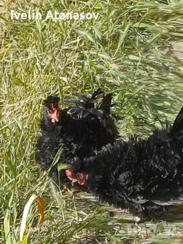 Къдрави кокошки, снимка 3 - други­ - 50673833