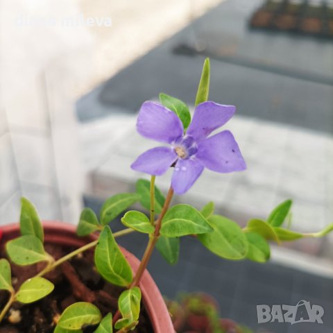 Винка минор, Vinca minor, снимка 6 - Градински цветя и растения - 44392855