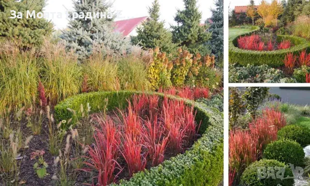 Императа, снимка 3 - Градински цветя и растения - 49492595