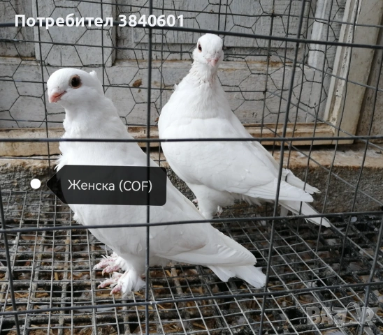 Сатинет с доставка до Перник и Дупница , снимка 2 - Гълъби - 53009140