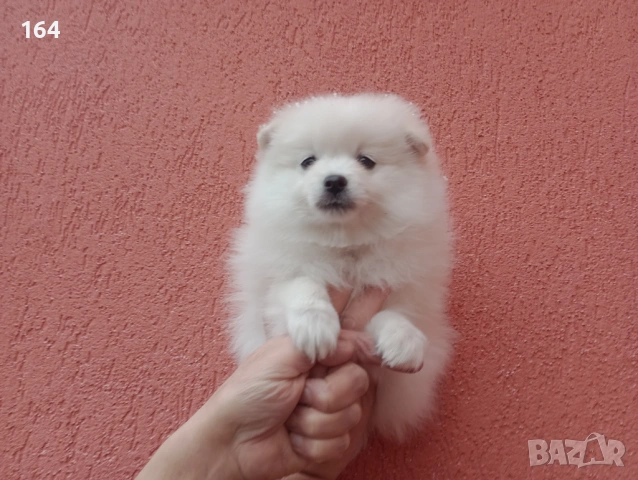 Мъжки бял Померан. Реални снимки от 01.02.26 г., снимка 3 - Померан - 53307577