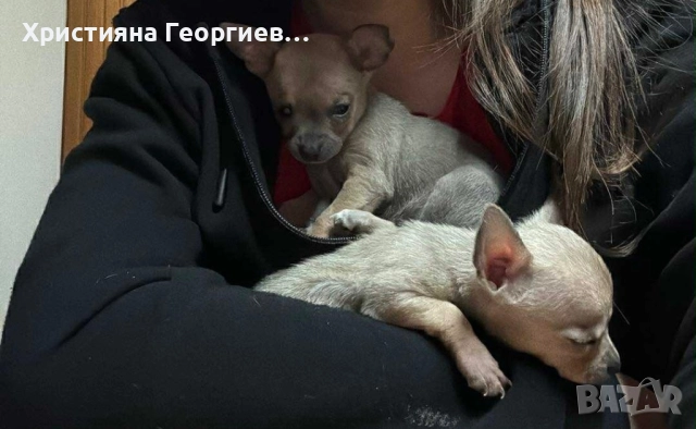 Чихуахуа {Родини на 09.09.2025}, снимка 2 - Чихуахуа - 52500762
