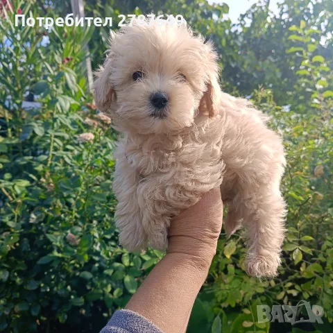 Малтипу♥️♥️Момичета