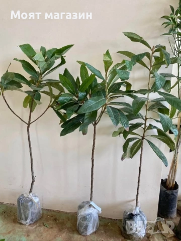 Японска Мушмула, снимка 7 - Градински цветя и растения - 53632490