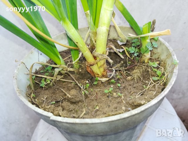 ЛУК ЗАСАДЕН В САКСИЯ 1602241334, снимка 4 - Градински цветя и растения - 44322662