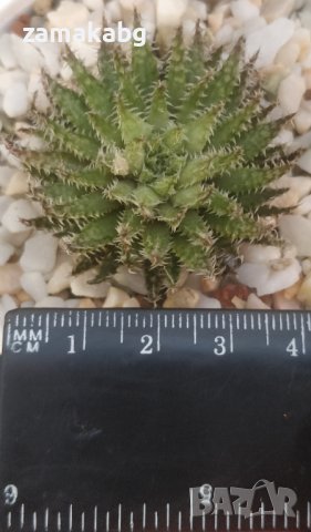 Хавортия (Haworthia decipiens var. pringlei), вкоренено сукулентно растение, снимка 1