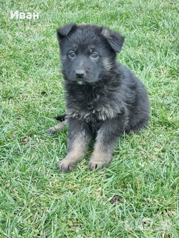 малки немски овчарки, снимка 10 - Немска овчарка - 52921710