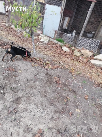 мъжки териер на година. 