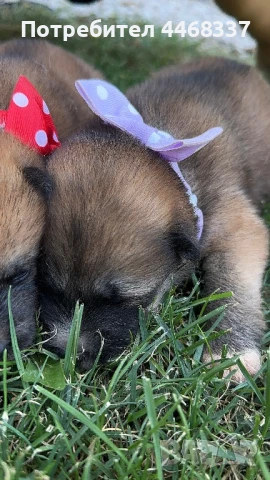 Бебета Акита Ину, снимка 5 - Акита ину - 51249133