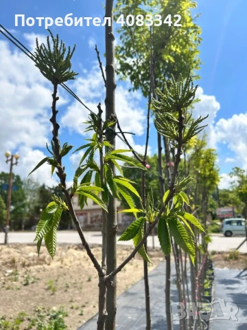 Ядлив Сладък Кестен, снимка 5 - Градински цветя и растения - 50583885