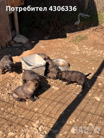 Шарпланинец кученца - чистокръвни , снимка 3 - Други - 53628473