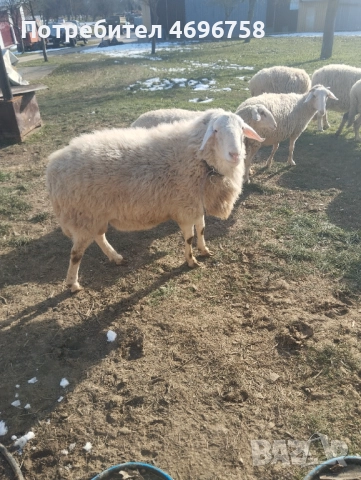 Продавам овен на година и половина