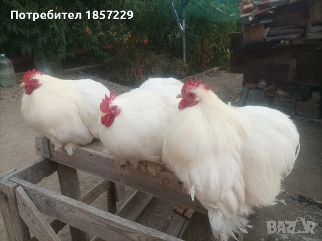 мини кохин петлета , снимка 2 - Кокошки и пуйки - 56159971
