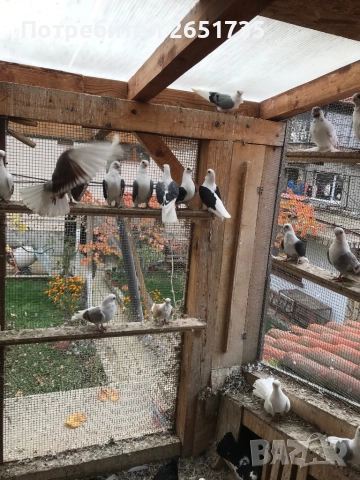 Гълаби, снимка 10 - Гълъби - 52166248