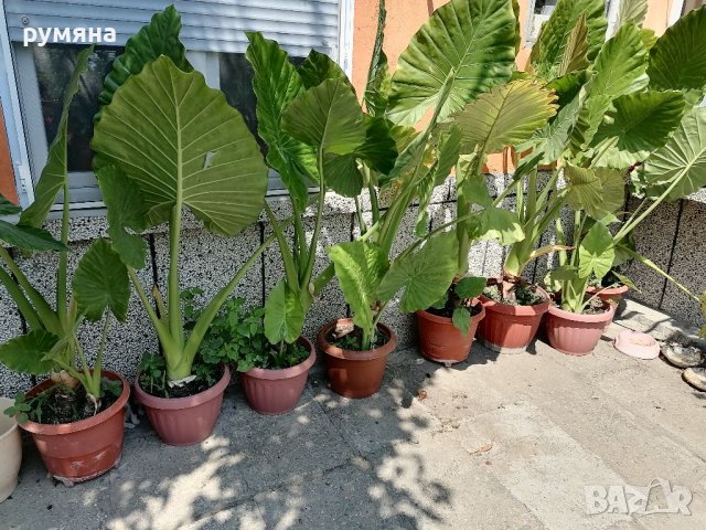 Трилистници от 1.20м до 2м , снимка 7 - Стайни растения - 38399650