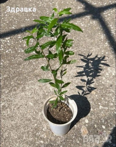 Нар растение , снимка 2 - Градински цветя и растения - 51840604