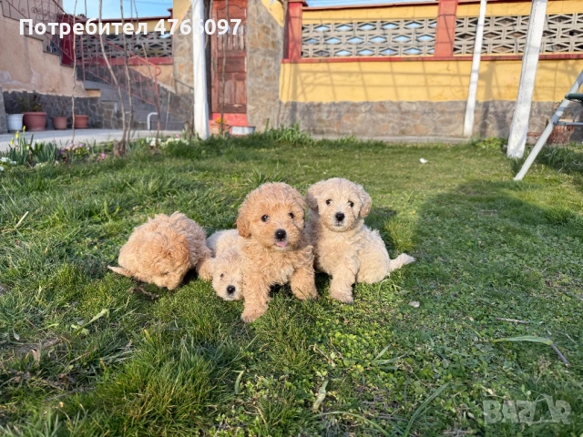 Кученца Малтипу Варна , снимка 6 - Други - 53843843